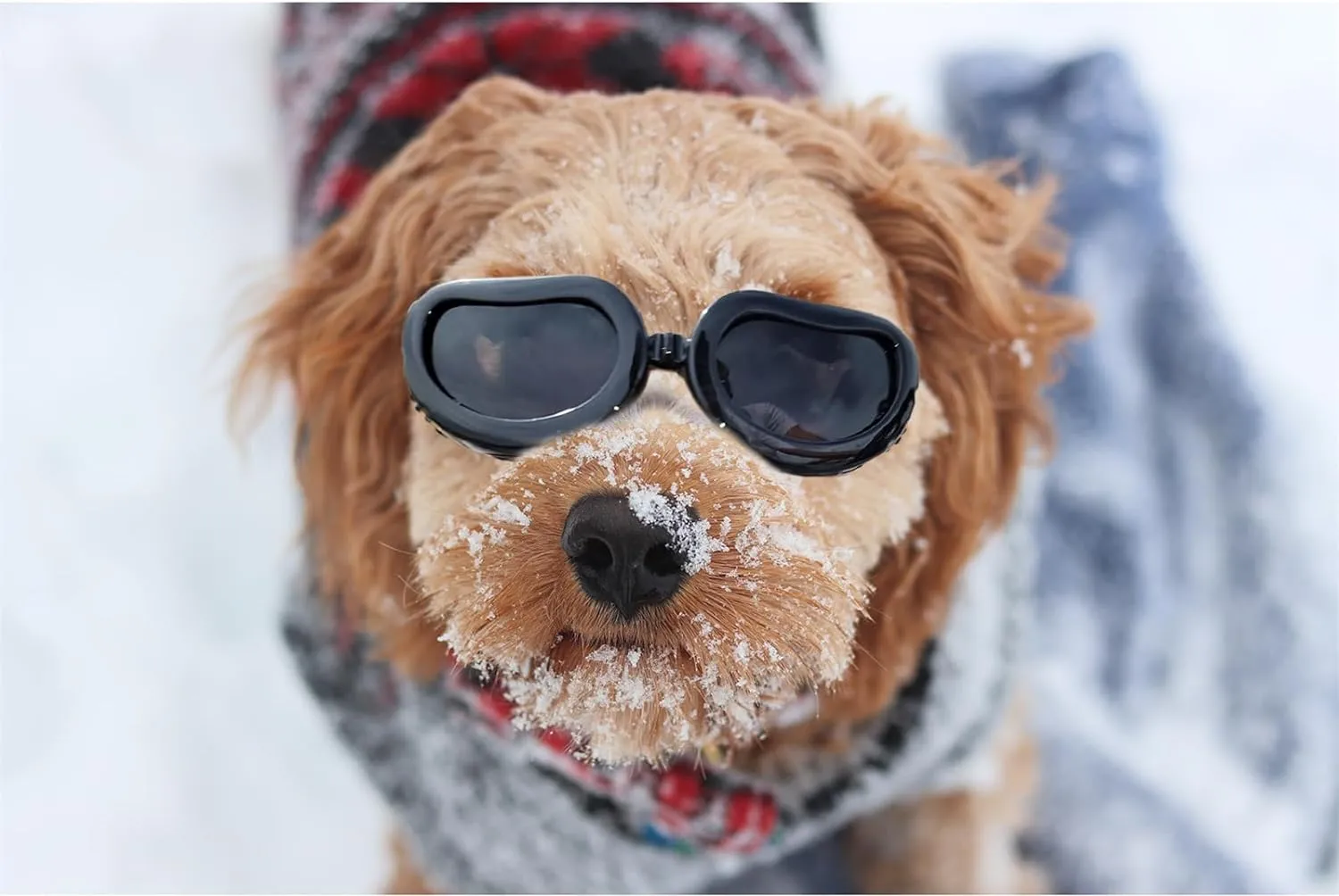 UV Protection Dog Sunglasses